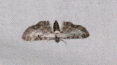 Eupithecia succenturiata
