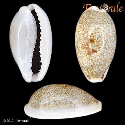 Erroneous Cowry