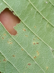 Phloeospora ulmi