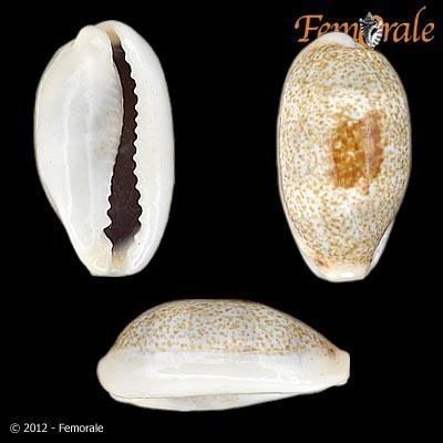 Erroneous Cowry