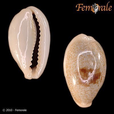 Erroneous Cowry