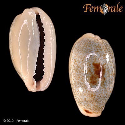 Erroneous Cowry