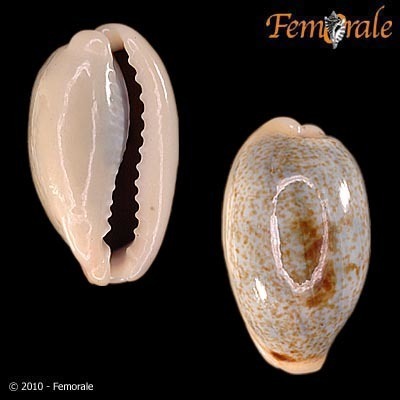 Erroneous Cowry