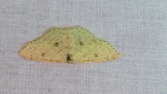 Cyclophora albipunctata
