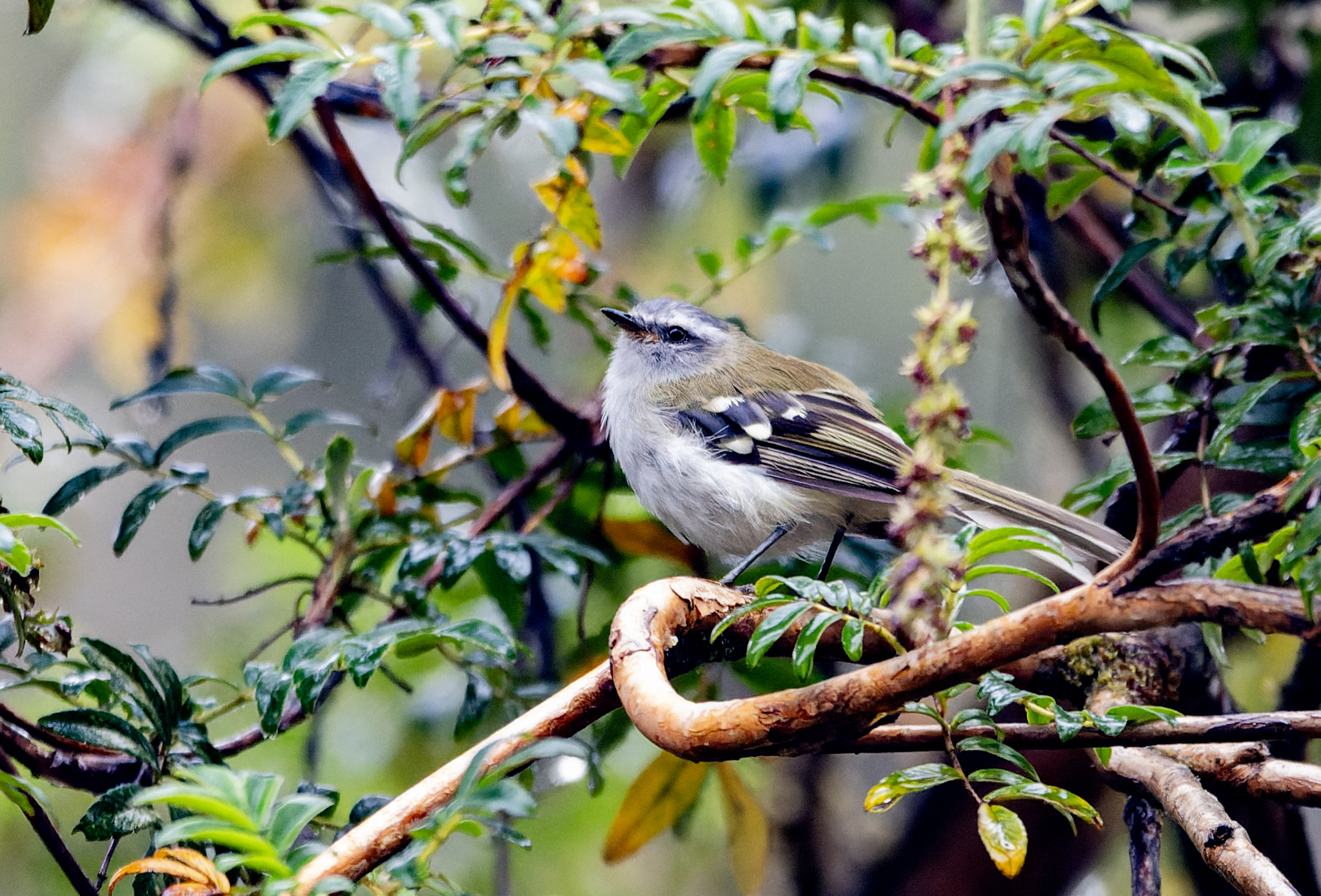 White-banded Tyrannulet (Mecocerculus stictopterus), photo 3