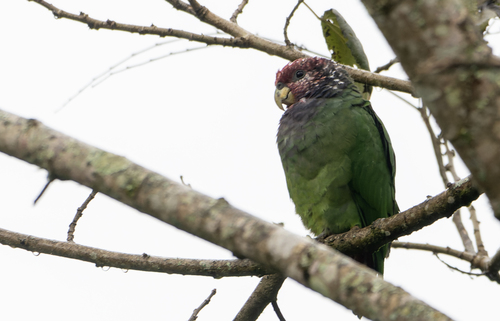 Speckle-faced Parrot (Pionus tumultuosus), photo 3
