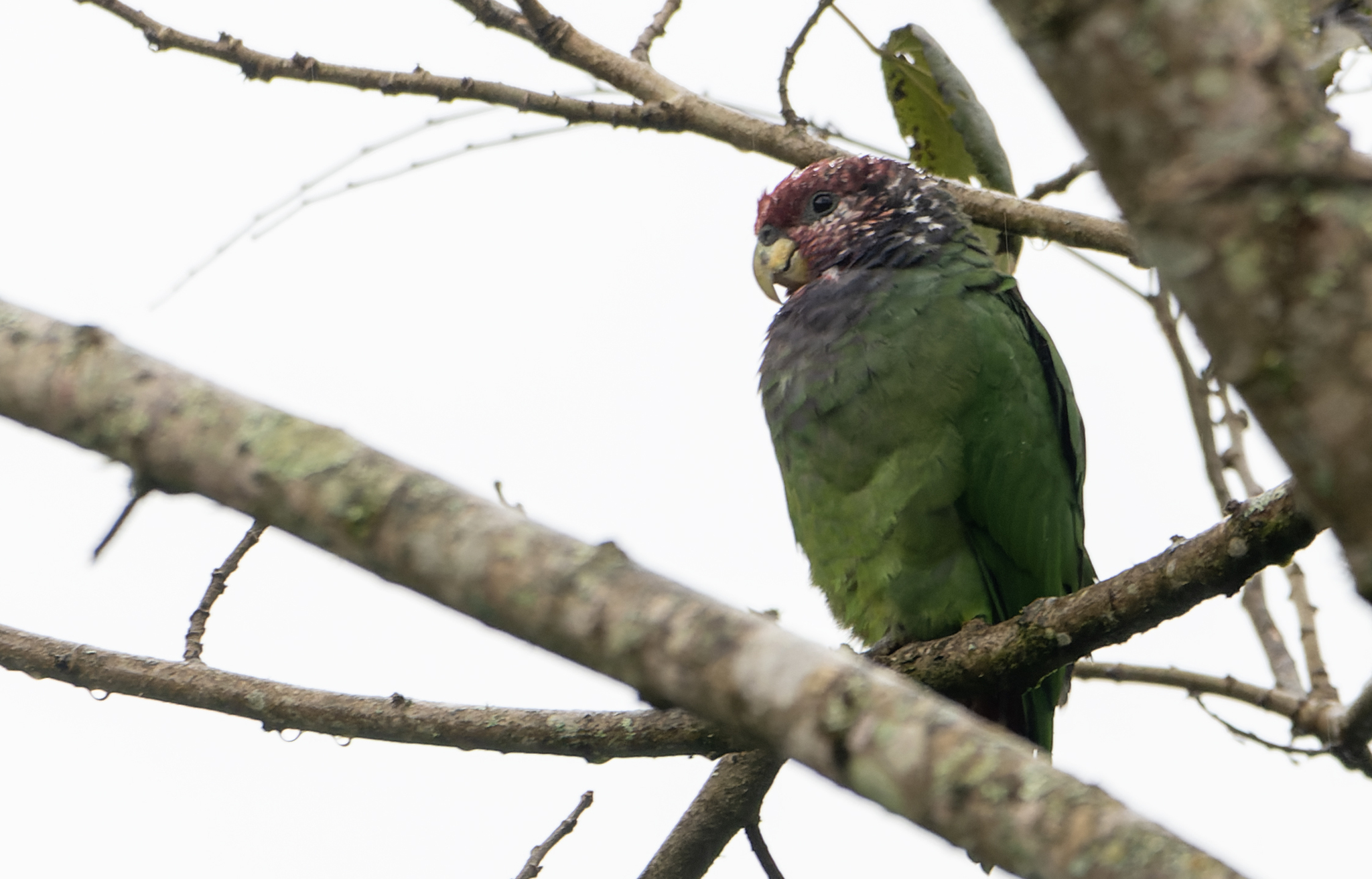 Speckle-faced Parrot (Pionus tumultuosus), photo 5