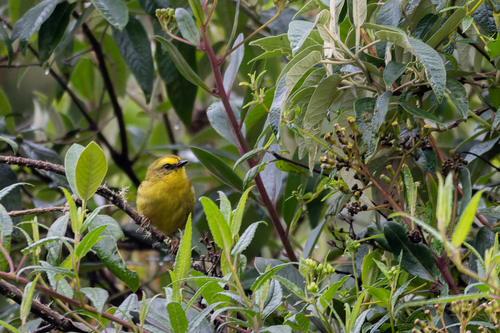 Pale-legged Warbler (Myiothlypis signata), photo 9