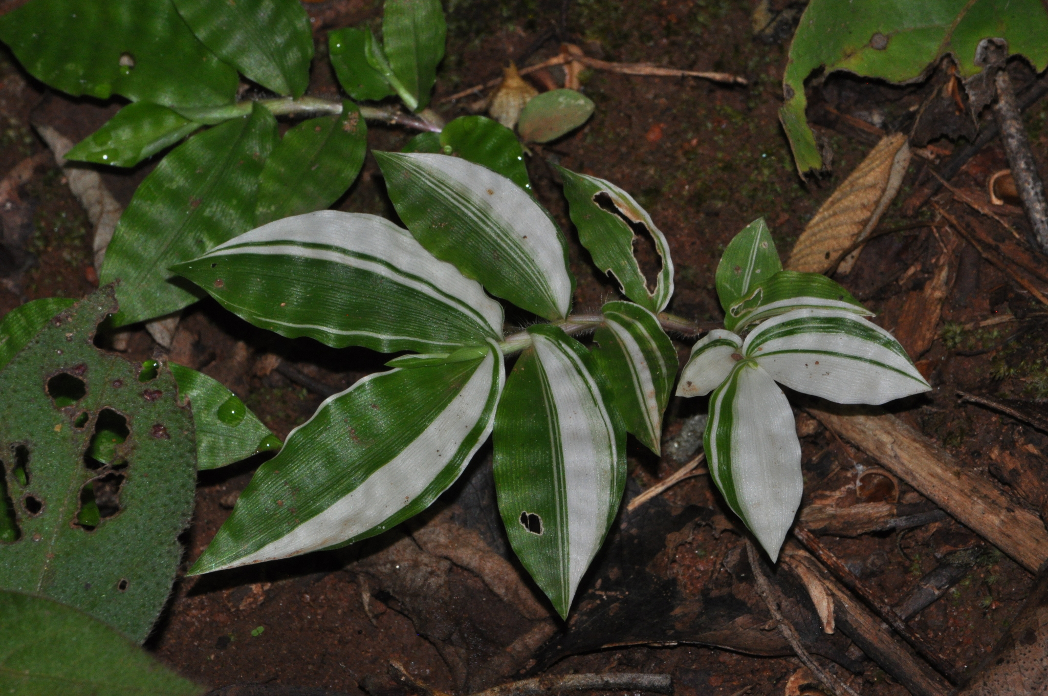 Oplismenus hirtellus