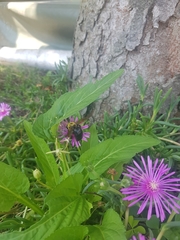 Xylocopa appendiculata