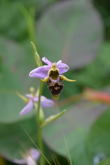 Ophrys oestrifera