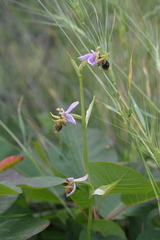 Ophrys oestrifera