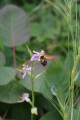 Ophrys oestrifera