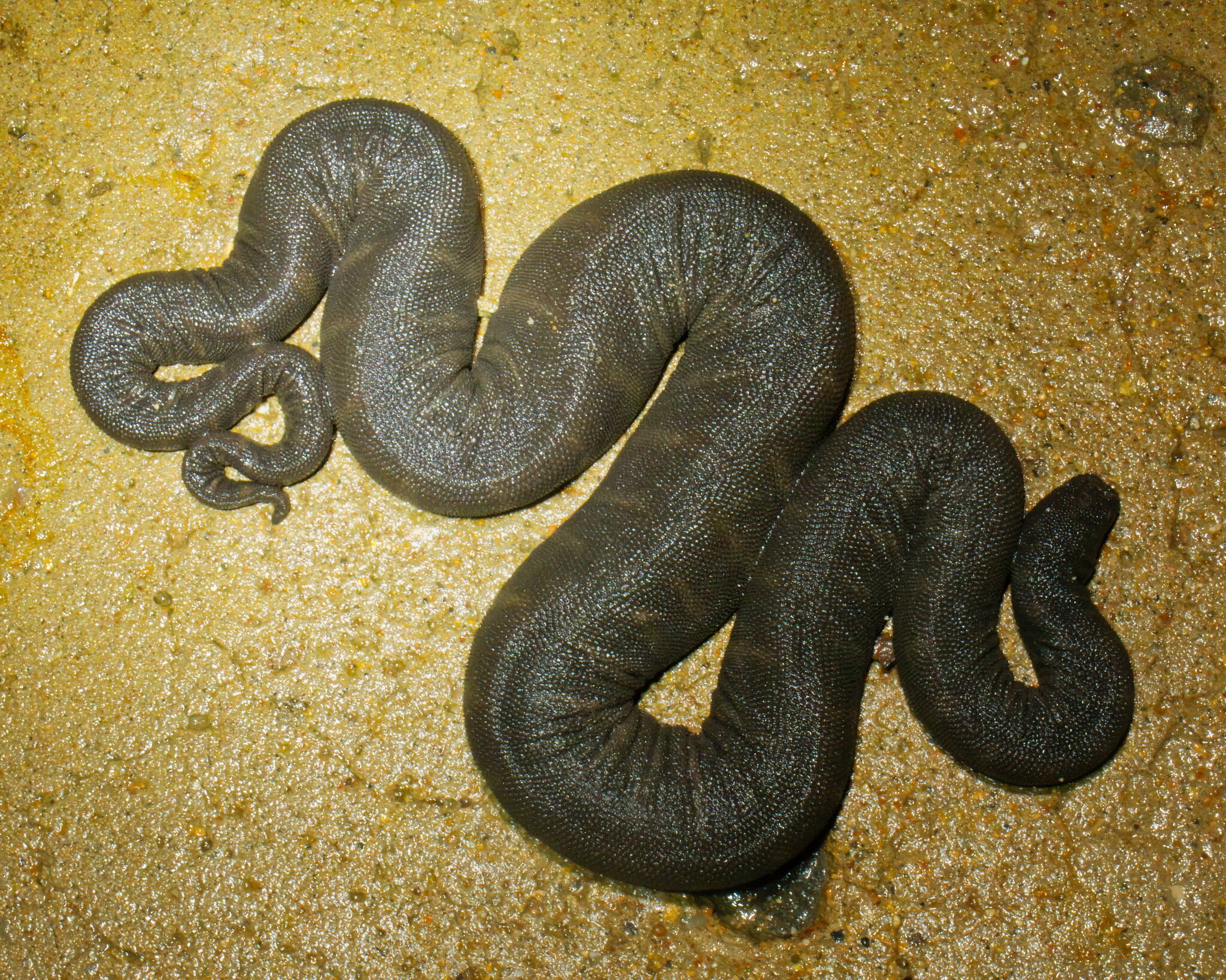 Acrochordus granulatus (Schneider, 1799)