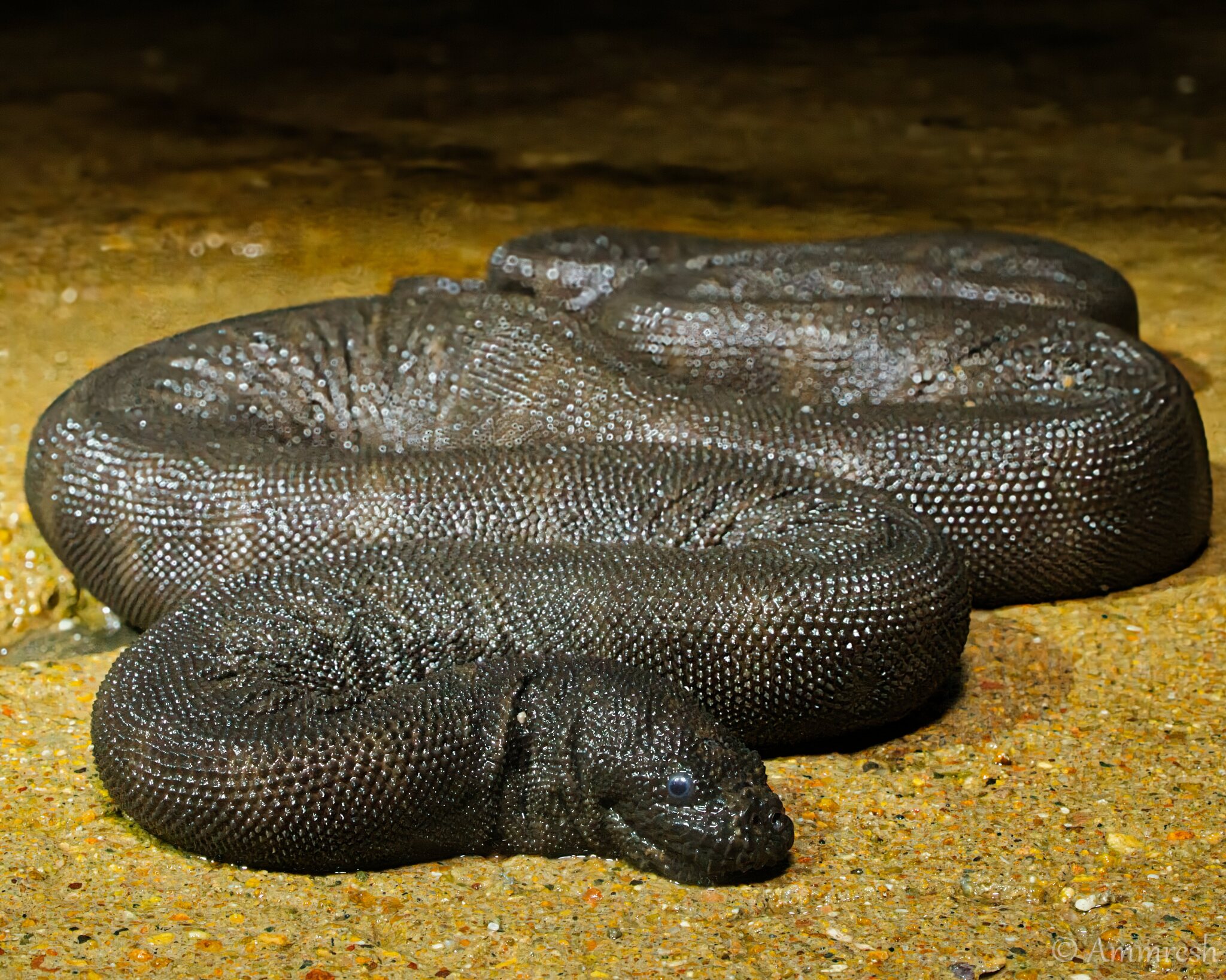 Acrochordus granulatus (Schneider, 1799)