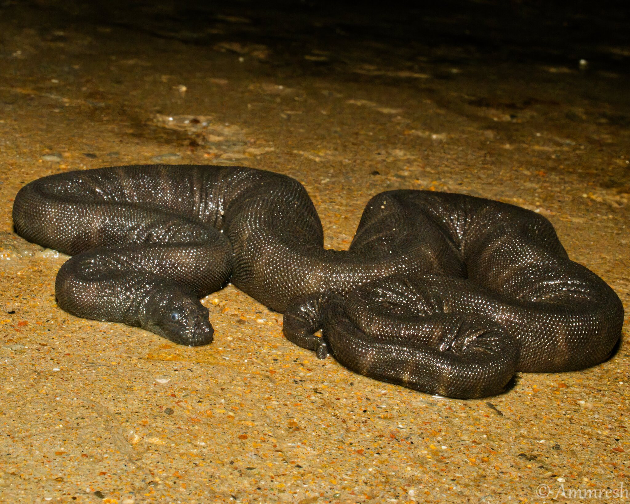 Acrochordus granulatus (Schneider, 1799)