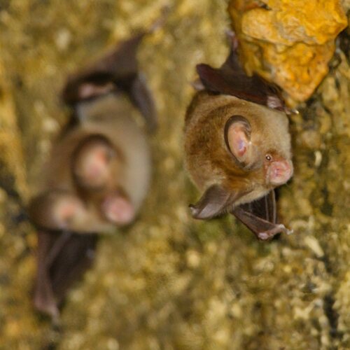 Hipposideros ater