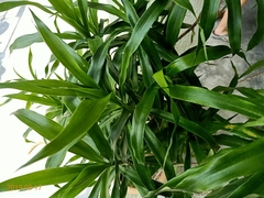 Dracaena angustifolia