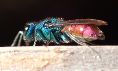 Chrysis terminata