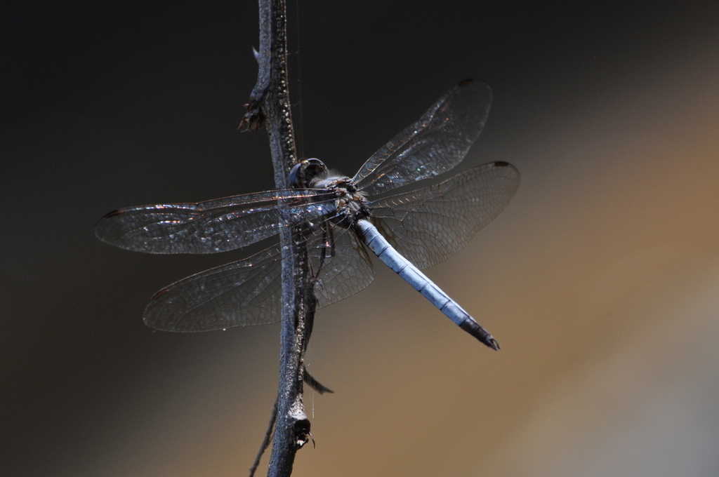 Macrothemis griseofrons