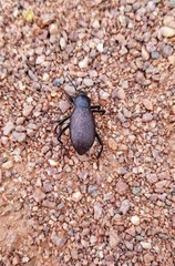 Eleodes sponsa