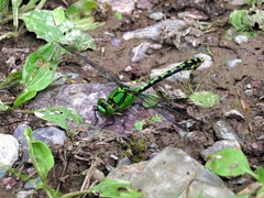 Ophiogomphus obscurus
