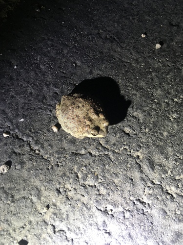 iNaturalist observation photo of Red-spotted Toad