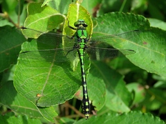 Ophiogomphus obscurus