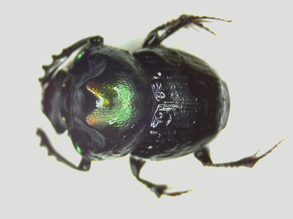 Onthophagus tricavicollis