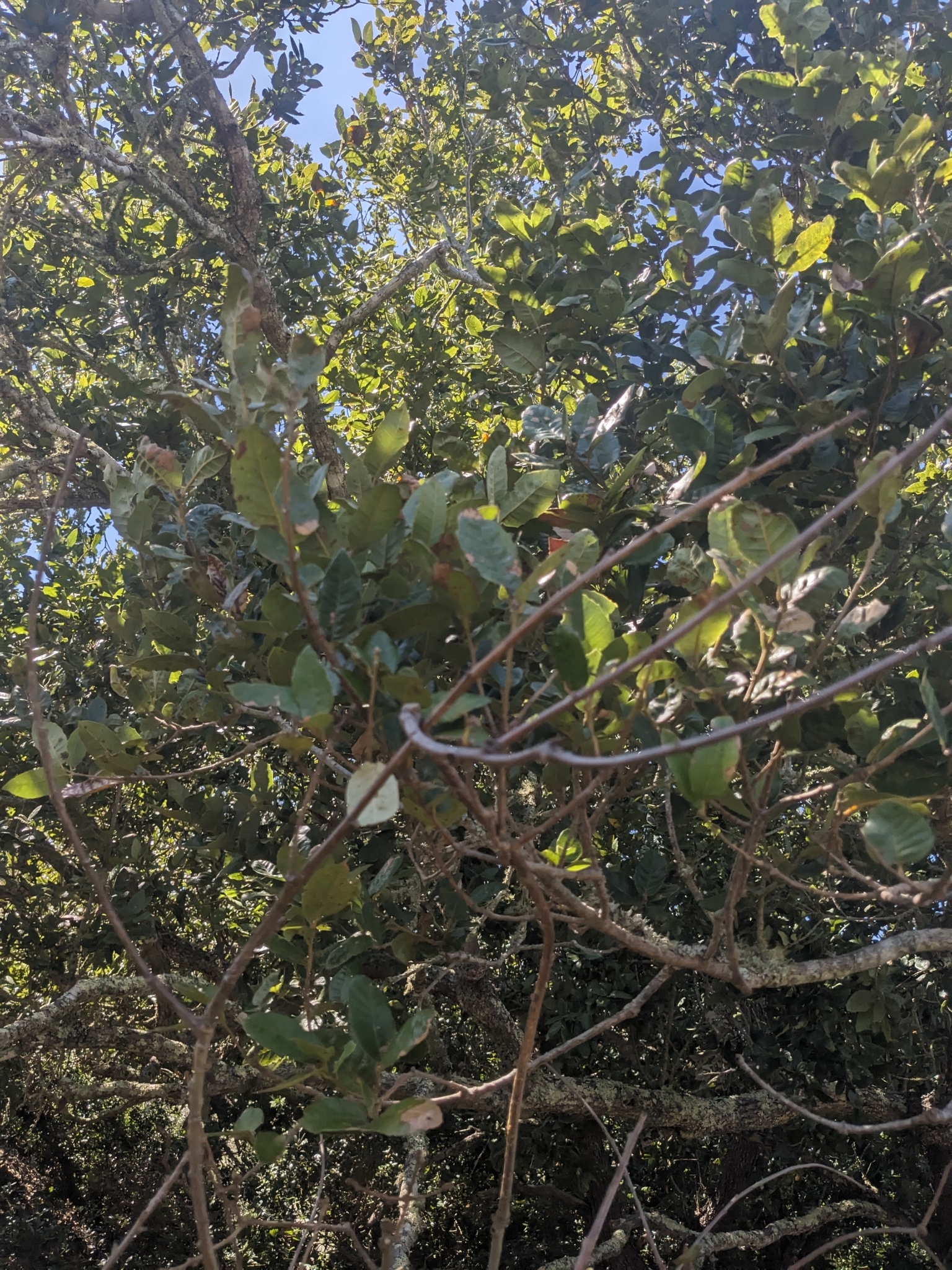 Imagem de Carvalho-da-Ilha-Catalina