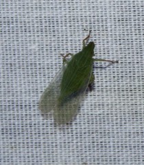 Rhynchomitra microrhina