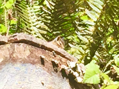 Neotamias ochrogenys
