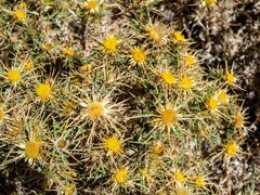 Carlina graeca