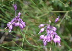 Allium carinatum pulchellum