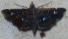 Diathrausta