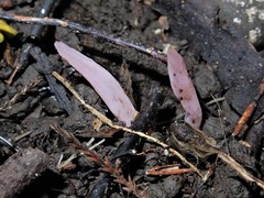 Clavaria subviolacea