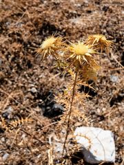 Carlina graeca