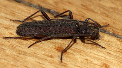 Phlyctaenodes pustulata