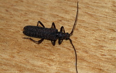 Phlyctaenodes pustulata