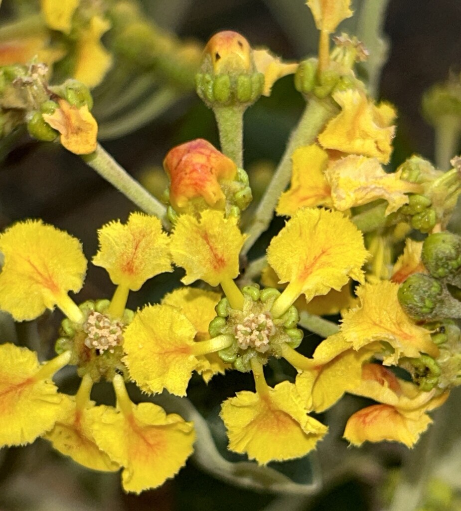 Stigmaphyllon sarmentosum