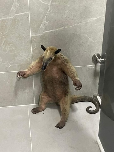 Northern Tamandua, Los Santos, Bucaramanga, Santander, CO, photo 7 of 10