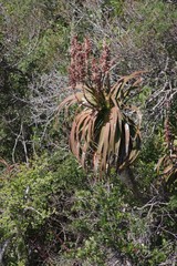 Aloe pluridens
