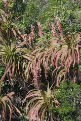 Aloe pluridens