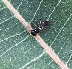 Ectemnius stirpicola