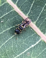 Ectemnius stirpicola