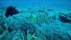 Lethrinus miniatus