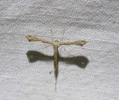 Stenoptilodes taprobanes
