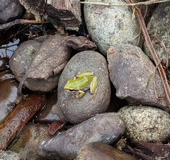 Pseudacris regilla