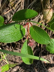 Salix reticulata