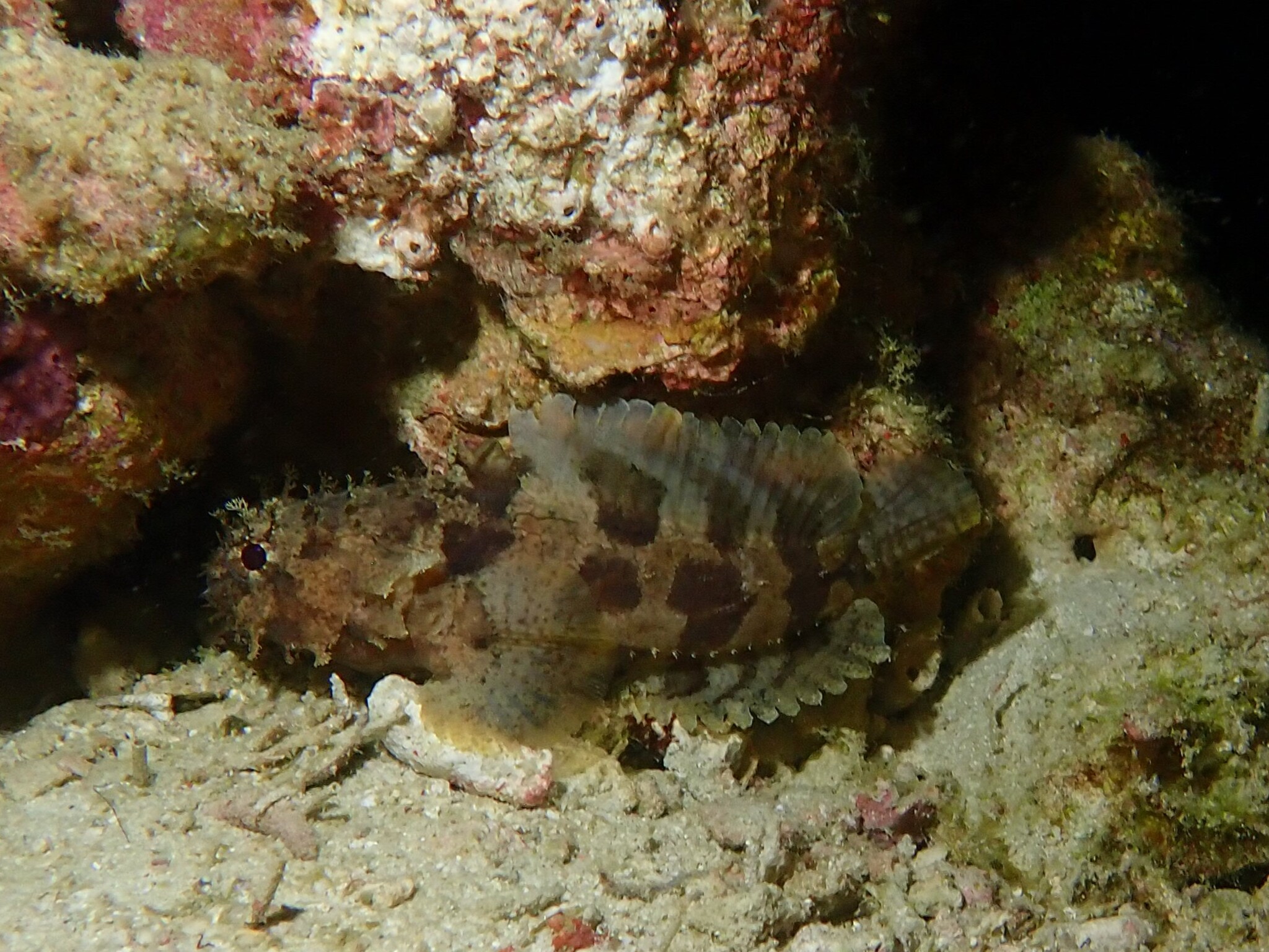 Hutchins' Toadfish photo 3